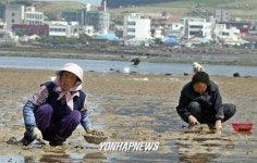 초여름 날씨에 조개잡는 아낙들