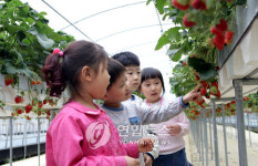 '친환경 딸기체험농장' 인기