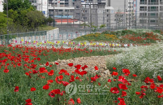 거제시 곳곳이 꽃동산