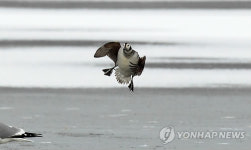 "길조인가?"..경포호 찾은 희귀철새 '바다꿩'