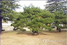 부산 범어정수장 '부부송' 헬기 타고 이사 간다