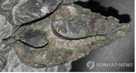 "부산 두도 화석, 8천만년전 공룡 유골"