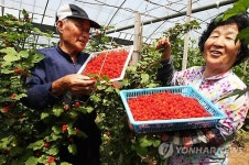 청하화두산딸기 | 새콤달콤한 산딸기 풍년