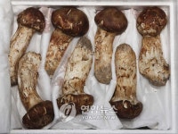 칠보산송이H&B | 北, 칠보산 '꾸미기' 박차…생태·송이관광 계획