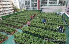 푸르츠문시흥동주민2 | 옥상에서 배추재배