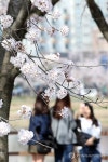 봄날의 추억 만들기