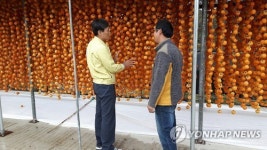 상주 곶감 말리기