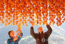 '햇살 아래' 곶감 손질