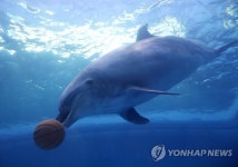 유영하는 큰돌고래