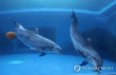 유영하는 큰돌고래