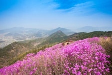 창원진달래유치원장 | '고향의 봄' 배경 창원 천주산 진달래 '활짝'