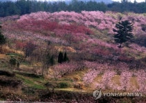 대창면-용전리-P084723096964 | 활짝 핀 복사꽃