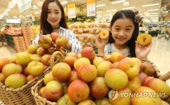 가을자두 추희자두