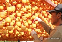 정성스럽게 곶감 말리는 농부의 손길