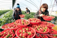 한국클로렐라판매대리점 | 클로렐라 키웠더니 '당도 최고'
