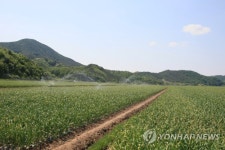 의성 마늘밭