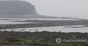 무창포에서 석대도까지 열린 바닷길