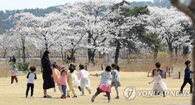 예쁜구제제니아 | 벚꽃보다 예쁜 아이들