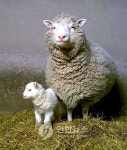 복제양 돌리 주역 윌머트 박사, 파킨슨병 진단 아이러니