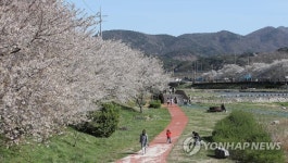 서산 해미천변 벚꽃 절정