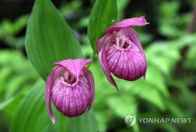 덕명항아리조경민속꽃 | 항아리 모양꽃 복주머니난