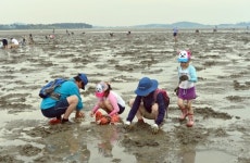 "최고 품질의 고창갯벌 바지락 싸게 사세요" 19일부터 축제