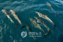 멕시코만서 임신 돌고래에 총격…범인 현상수배