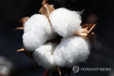 포근함 가득한 목화솜