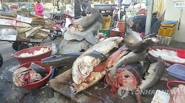 강화도 남부 등 15개 굴생산해역, 기준치 초과 대장균 검출