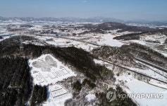 눈 덮인 나비 숲