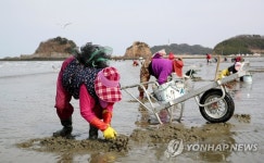 조개 잡는 바닷가 주민들