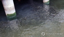 갯배 선착장에 모여든 숭어