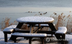 아침 먹이 찾아 나선 경포호 철새