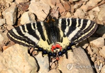 애호랑나비 휴식