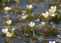 태안 논에서 멸종 위기 매화마름꽃 활짝