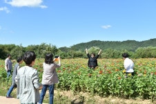 현대꽃화원;청송잔디 | 청송에 전국 최대 백일홍 화원 들어선다