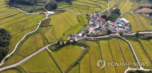 (재)벼꽃마을 | 누렇게 익어 가는 신촌마을 들녘