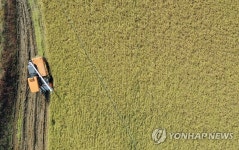 (재)벼꽃마을 | 황금들녘 농촌마을 벼 수확 한창