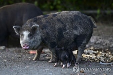 마을 휘젓는 '베트남 돼지'로 골머리 앓는 푸에르토리코