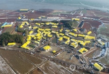 노랗게 물든 신안 지도 선도