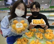 두배로마트비파점 | 농협 하나로마트, 열대과일 비파 판매