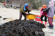 미역 나누는 어촌계원