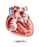 "심방 구조·기능 이상, 치매 위험↑"