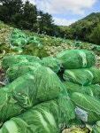 계화산농장.꽃.농산물.잡화 | 평창 계촌마을 막바지 여름 배추 수확