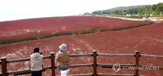 가을빛 물결 석모도 칠면초 군락지
