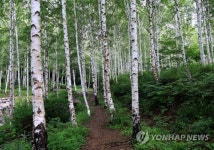 '자작나무 숲을 기록하다'…영양군, 자작나무숲 사진 콘테스트