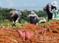 땅끝해남 웰빙고구마산업특구 2026년까지…3년 연장
