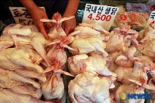 포개농산토종닭판매점 | 한가위 가족들의 식탁에 오를 국내산 생닭