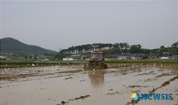 철새들 "친환경 농지 좋아요"
