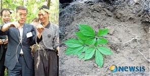 강원산삼산림농업중앙회 | 산림청 '산양삼(山養參)' 품질 깐깐하게 관리한다
